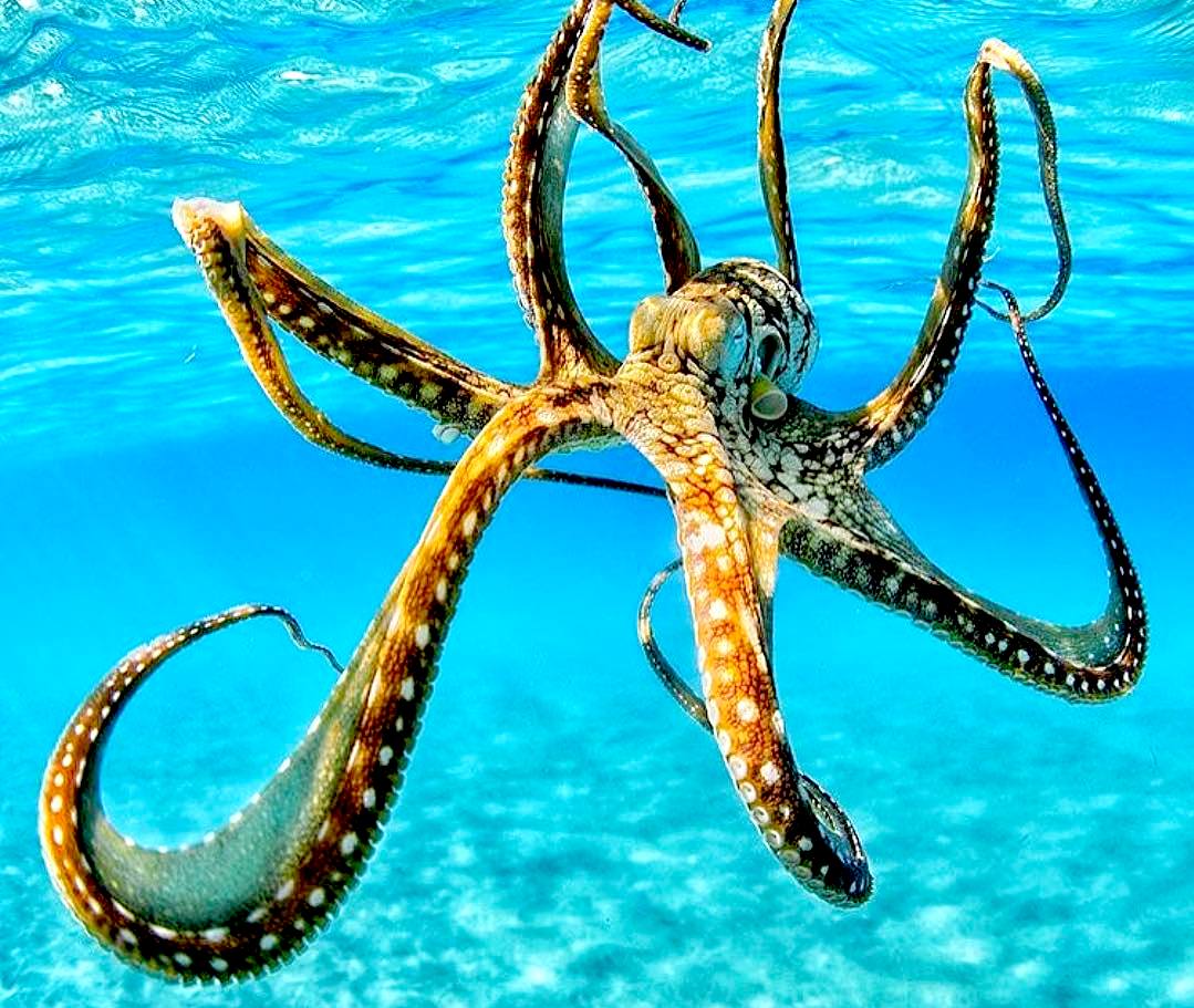 A dancing octopus in lovely blue water