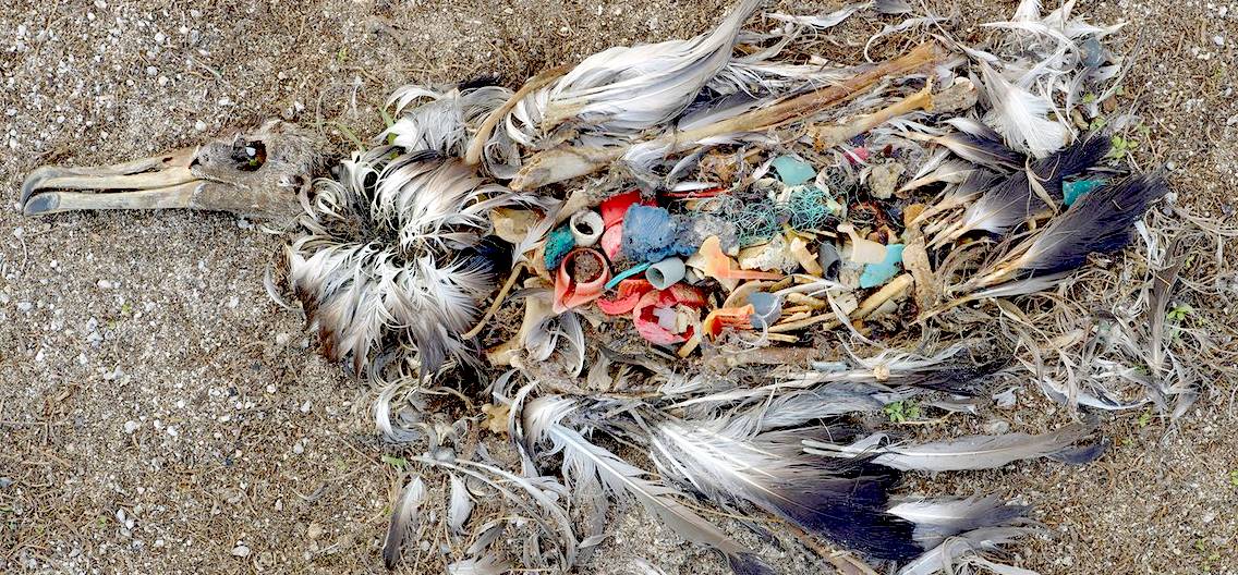 Dead seabird with plastic undigested in stomach