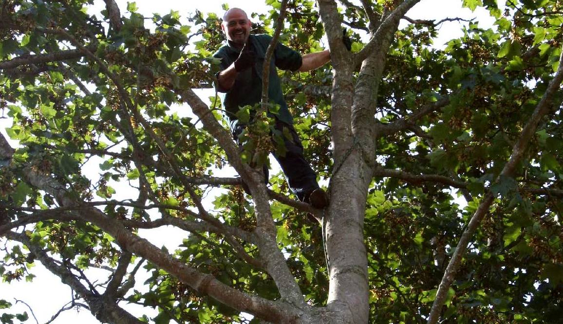 Nelson Kay climbing a sycamore tree in 2016