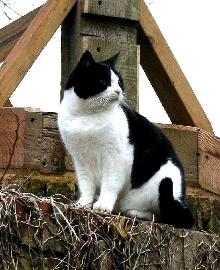 Loyal cat and chief mouse catcher, that adopted solar house over 10 years ago